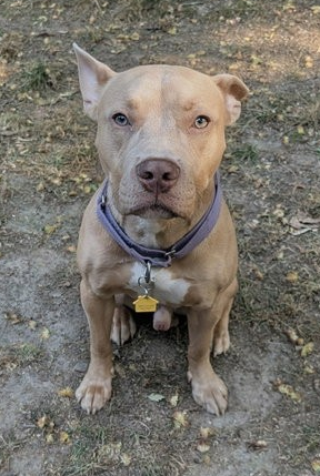 Ares photo 7