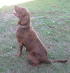 Buddy