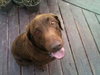 Buddy