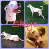 Skye