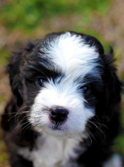 Tipper