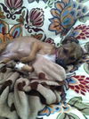 Roxie aka Lady Bug