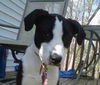 Prudence aka Shadow