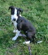 Prudence aka Shadow