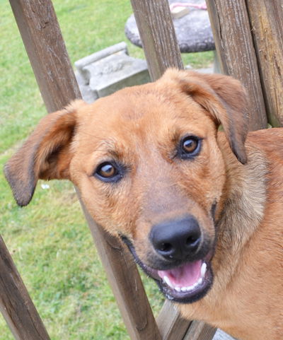 Tonka (Rocky/Titan)