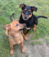 Tonka (Rocky/Titan)