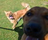 Tonka (Rocky/Titan)