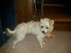 Scrappy