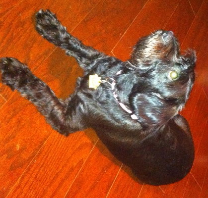 Molly