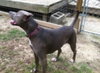 Stella