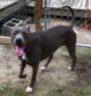 Stella