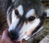 Shiloh