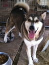 Shiloh