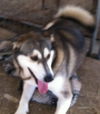 Shiloh