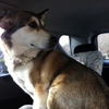 Shiloh