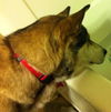 Shiloh