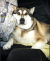 Shiloh
