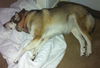 Shiloh