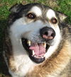 Shiloh