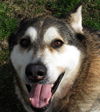 Shiloh