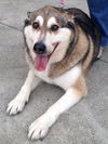 Shiloh