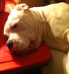 Monster (now Tonka)