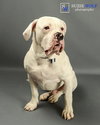 Monster (now Tonka)