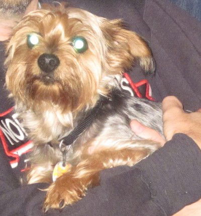 Snickers (now Scotty)