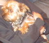 Snickers (now Scotty)