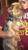 Snickers (now Scotty)