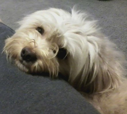 Scotty