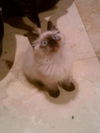 Ming Ming