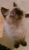 Ming Ming