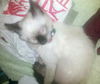 Ming Ming
