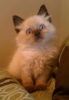 Ming Ming