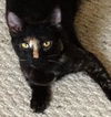 Pyewacket 