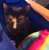 Pyewacket 