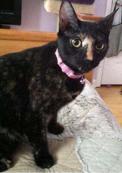 Pyewacket 