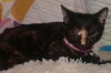 Pyewacket 