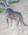 Graycie