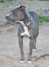 Graycie