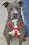 Graycie
