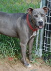 Graycie