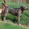 Graycie