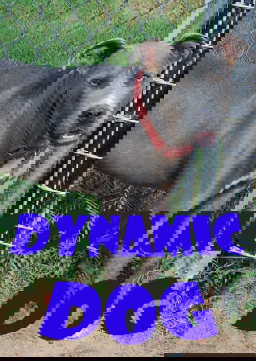 Graycie