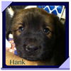 Hank (now Faolan)