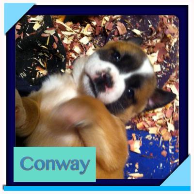 Conway
