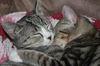 Princess Grayce
