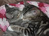 Princess Grayce