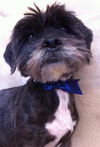 Shaggy (now Max)